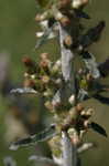 Spoon-leaf purple everlasting